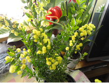 ������ ����������� (Acacia armata R. Br.)