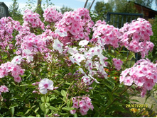 SDC17983.JPG