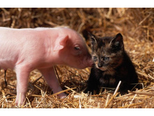 ��ԣ��� � ����ӣ���