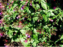 �������� ��������.JPG