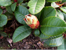 ����������� �����.JPG