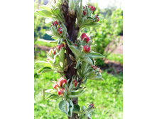 �������� ������� ����� ��� ��������.JPG