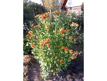 �������� ����������