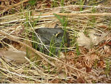 ���� ������