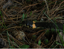 ���� ������� � ������� (����� ��� �������, �� ��������������� ������ ��������)