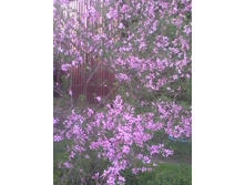 ������� �����.jpg