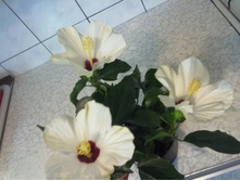 ��������- 250-350 ���.  ������ ���������.....