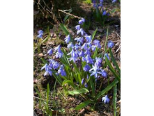 ������ (��������)