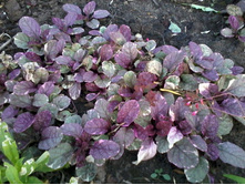 ������� ���������