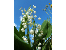 ������ �������