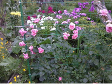 ���� Coral down � ������