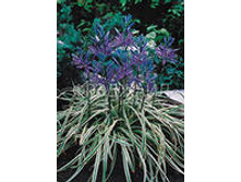 �������� ��� ������.jpg