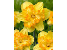 ������� �������� ��������.jpg