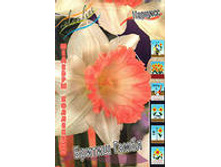 ������� ������ �����.jpg