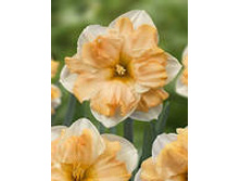 ������� ���� ��.�������.jpg