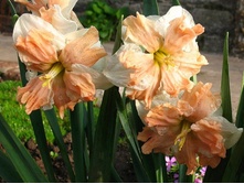 ������� ������� �� ������.jpg