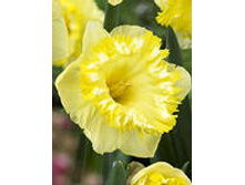 ������� �������.jpg