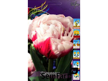 ������� ������.jpg