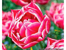 ������� ��������.jpg