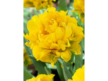 ������� ��49.jpg