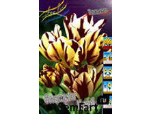 ������� ������� ����.jpg