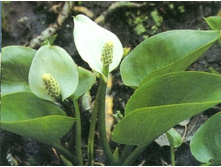 ������������ ��������