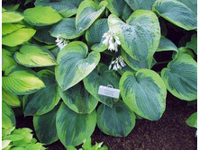  ����� hybride Olive Bailey Langdon 165�