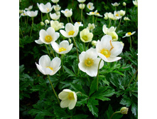 ������� ����� 45 ���.jpg