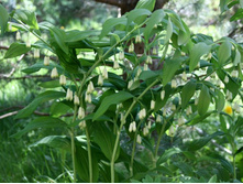 ������ (���������� ������) 100 ���, � ������� 15 ��