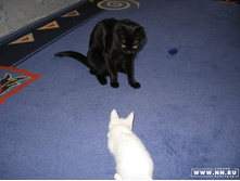 ��� ����