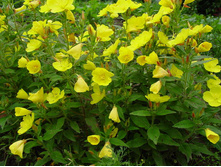 ������� ֣����