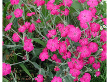 ������ �������