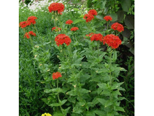 ������ ����������