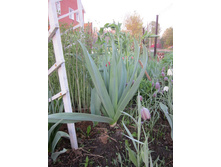 ����������� 246.jpg