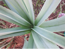 ����������� 247.jpg