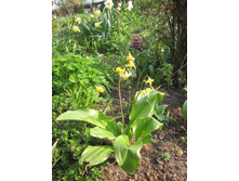 ����������� 228.jpg