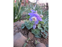 ����������� 243.jpg