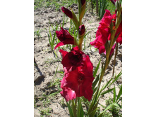 ����������� 231.jpg