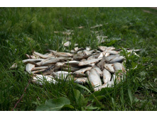 ���� �� ����� 2 (1 �� 1).jpg