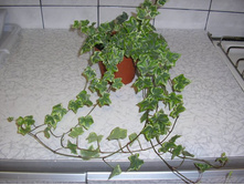 ������ ( ����)  �� 180 ���. 