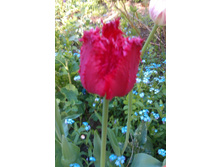 IMAG0485.jpg