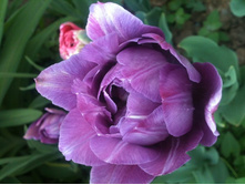 ����� 019.jpg