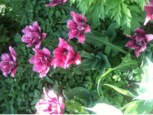 ����� 016.jpg