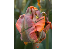 ������� blumex_favoriet.jpg