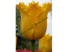 ������� Hamilton.jpg