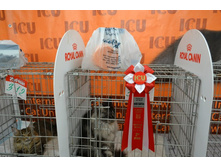 DSC_0609 - ����� - �����.JPG