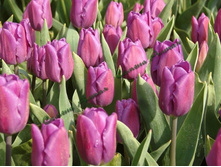 ������� purple_flag.jpg