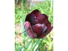 ������� Queen_of_Night.jpg