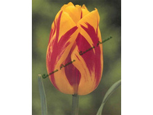 ������� Washington.jpg