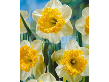 ������� Blues.jpg